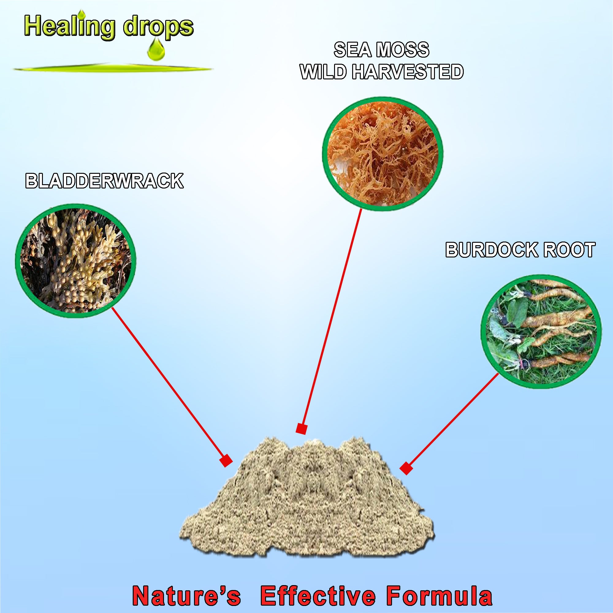 Sea Moss Powder | Bladderwrack & Burdock Root | Raw Wildcrafted | Healing Drops™