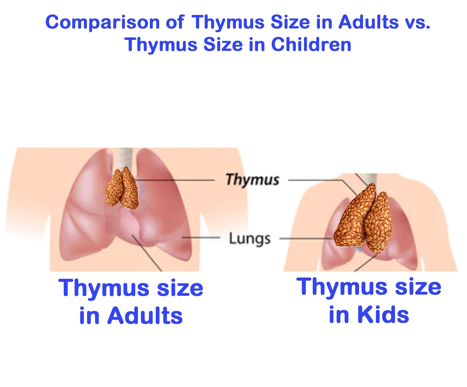 Thymus Gland Raw Tissue Softgels | Immune Regeneration Formula | Healing Drops™